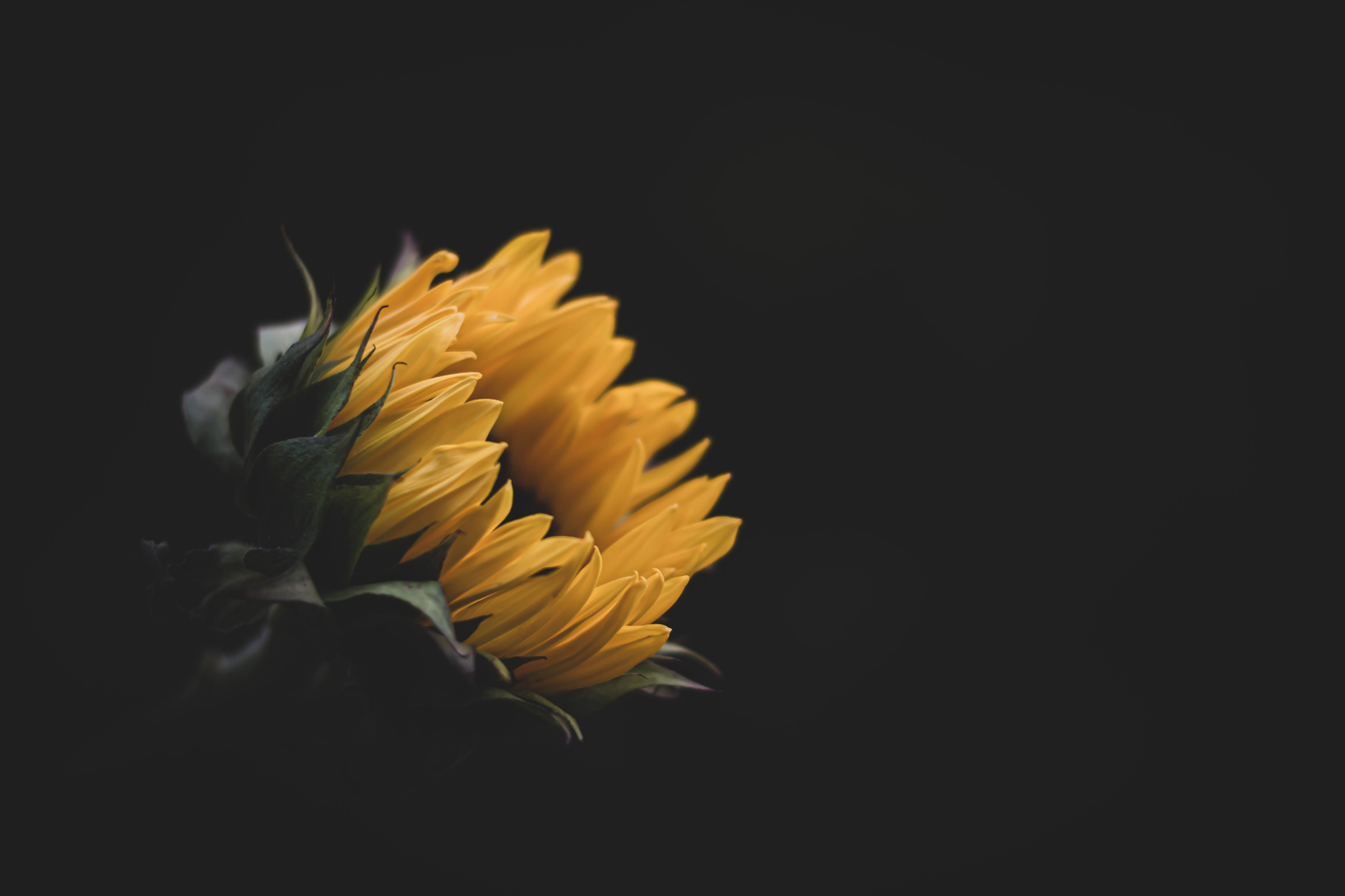 Yellow Flower in Black Background